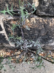 Golovinomyces sonchicola