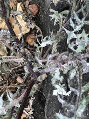 Golovinomyces sonchicola