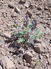 Lupinus concinnus