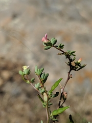 Acmispon parviflorus