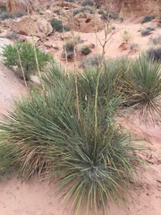 Yucca utahensis