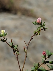 Acmispon parviflorus