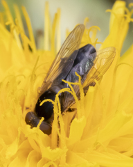 Anasimyia bilinearis