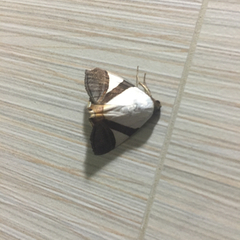 Lepidoptera