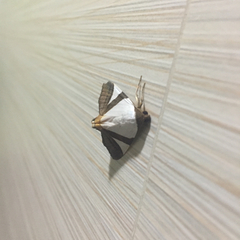 Lepidoptera