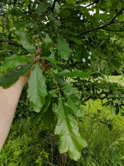 Quercus × leana