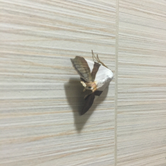Lepidoptera
