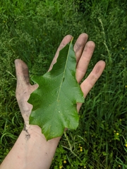 Quercus × leana