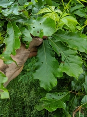 Quercus × leana