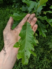 Quercus × leana