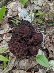 Gyromitra esculenta image
