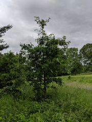Quercus × leana
