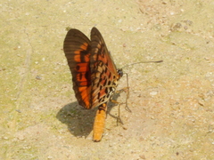 Acraea cepheus