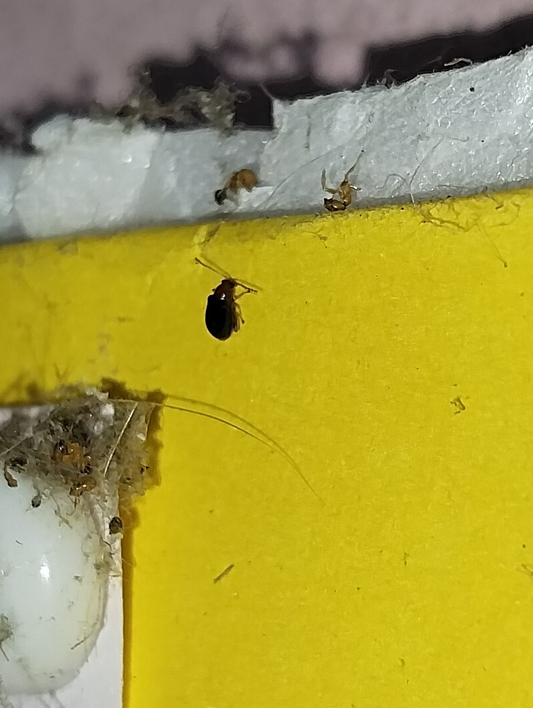 Bhumro Insect Luperomorpha from Churhe Bada, Brahmapuri, Maharashtra 441206, India on ...