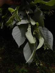 Tilia americana heterophylla