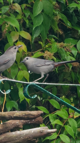 Gray Catbird photographed in Connecticut