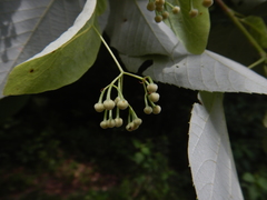 Tilia americana heterophylla