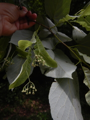Tilia americana heterophylla