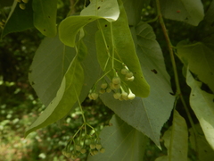 Tilia americana heterophylla