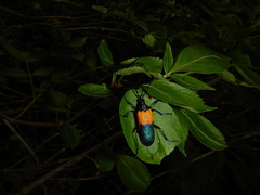 Desmocerus palliatus