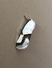 Ponometia dorneri