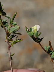 Acmispon parviflorus
