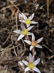 Dudleya blochmaniae