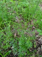 Galium concinnum