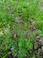 Galium concinnum