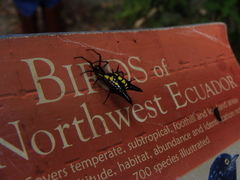 Micrathena pichincha