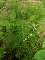 Galium concinnum