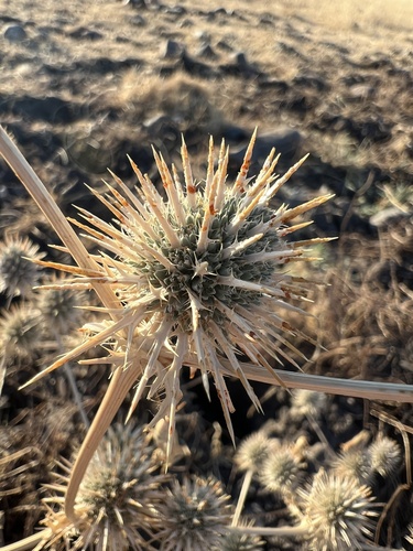 iNaturalist observation photo of Eryngos