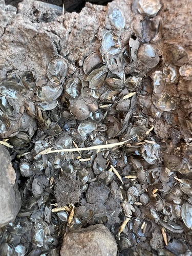 iNaturalist observation photo of California Clam Shrimp