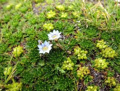 Gentiana sedifolia