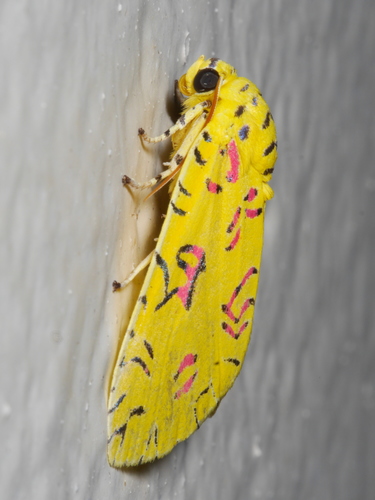 Mazuca dulcis