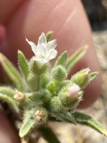 iNaturalist observation photo of Dicots