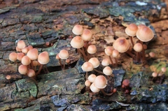 Mycena parsonsii