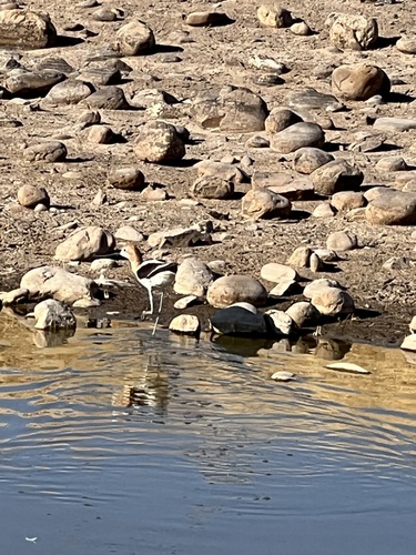 iNaturalist observation photo of American Avocet