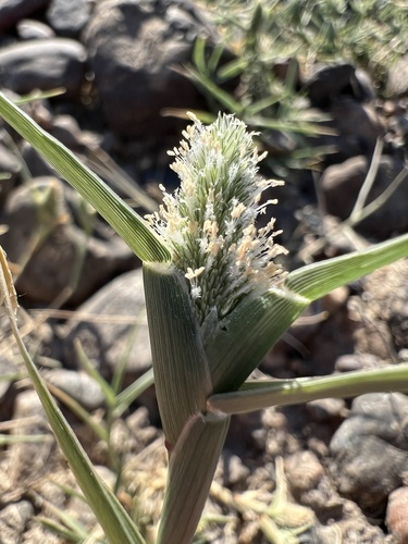 iNaturalist observation photo of swamp pricklegrass