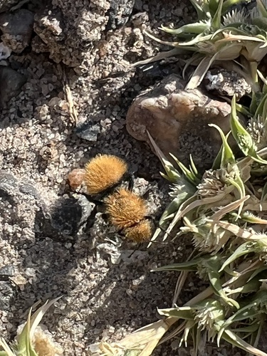 iNaturalist observation photo of Dasymutilla