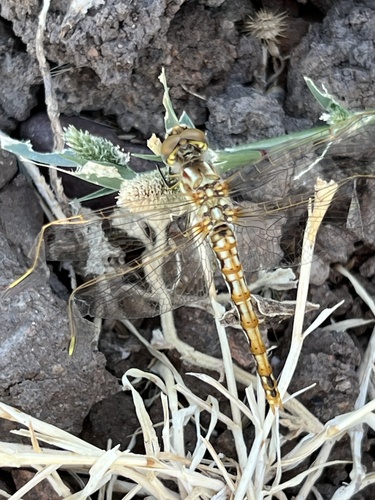 iNaturalist observation photo of Variegated Meadowhawk