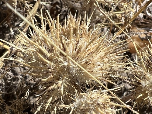 iNaturalist observation photo of whitehead navarretia