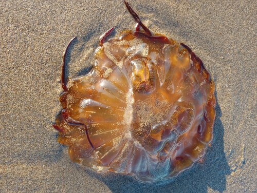Pacific Sea Nettle photographed in Oregon