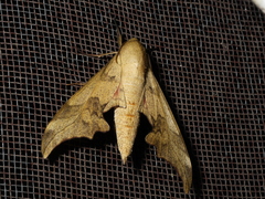 Phylloxiphia illustris