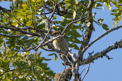iNaturalist image