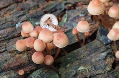 Mycena parsonsii