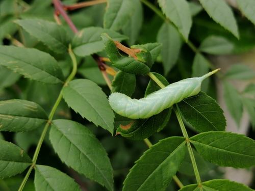 Acherontia atropos