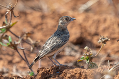Fischer's Sparrow-Lark photo 3