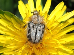 Tropinota hirta