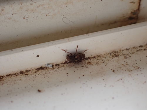 Araecerus observed 2024-07-06